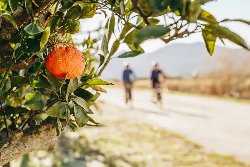 Mandarina Ride (4)